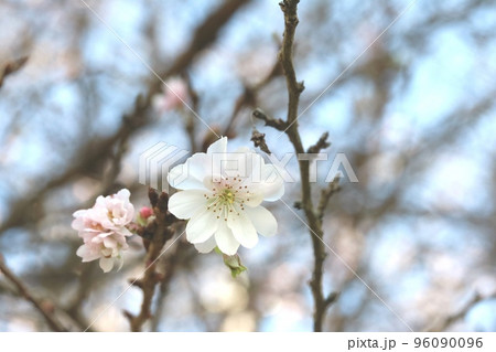 雌しべが2本有るジュウガツザクラ（十月桜） 96090096