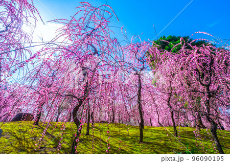 城南宮の枝垂れ梅 96090195