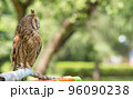 view of a bird, an owl sitting on a rag perch in a city park 96090238