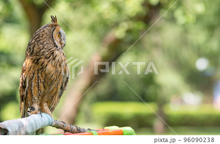 view of a bird, an owl sitting on a rag perch in a city park 96090238