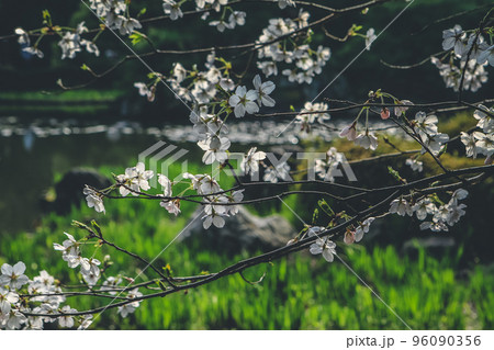 a Japan, Kyoto, Heian Shrine Gardens, cherry tree a Japan, Kyoto, Heian Shrine Gardens, cherry tree 96090356