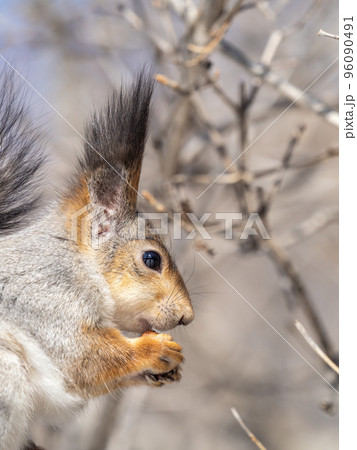 The squirrel with nut sits on tree in the winter or late autumn. Portrait of the squirrel close-up 96090491