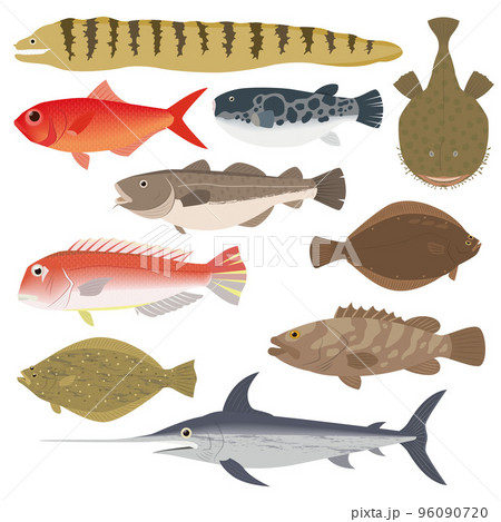 魚のイラスト 96090720