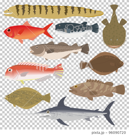 魚のイラスト 96090720