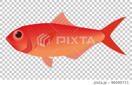 金目鯛のイラスト 金目鯛のイラスト 96090721