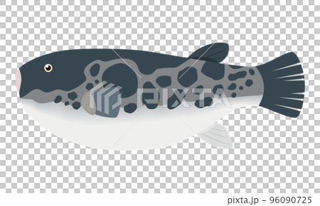 とらふぐのイラスト 96090725