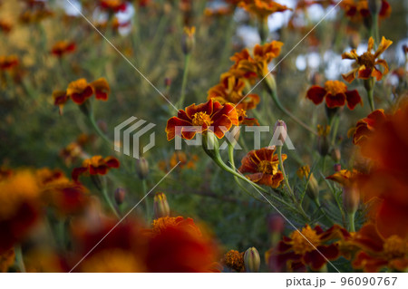 マリーゴールド 花 植物 96090767