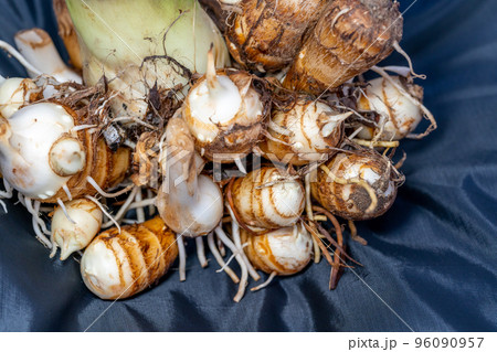 里芋の株 親芋の周りを囲む子イモ 里芋の株 親芋の周りを囲む子イモ 96090957