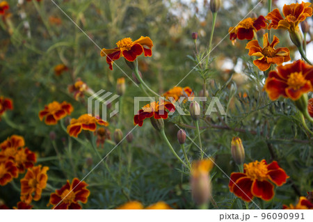 マリーゴールド 花 植物 96090991