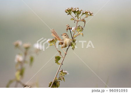 Plain Prinia Perched on Flower 96091093