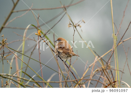 Scaly Breasted Munia Scaly Breasted Munia 96091097