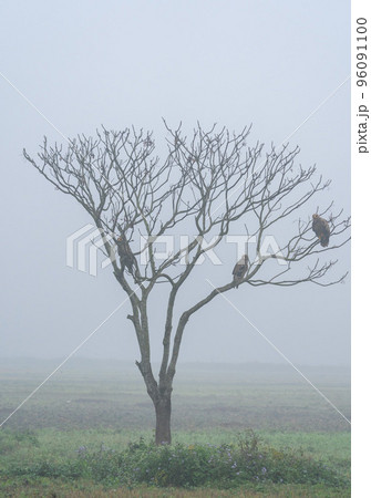 Steppe Eagles in a Tree Steppe Eagles in a Tree 96091100