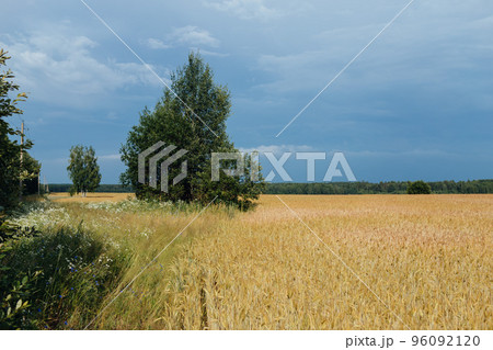 Gold wheat field against thunder dark blue sky. Agriculture concept 96092120