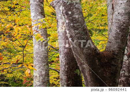 巴淵の紅葉【木曽川】 96092441