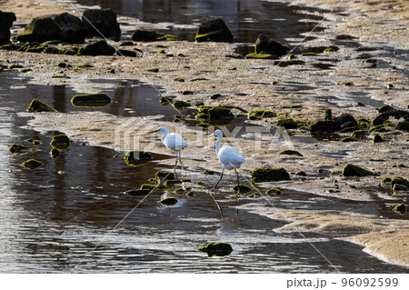 EOSR.広島呉市、コサギのエサ探し。 96092599
