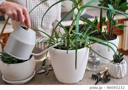Woman watering Potted House plants with watering can 96093232
