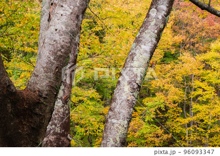 巴淵の紅葉【木曽川】 96093347