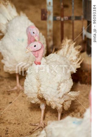 A close-up of a turkey in a pen, raised in captivity. Poultry farm. Industrial breeding of turkeys. Light bird. Bird incubator. A close-up of a turkey in a pen, raised in captivity. Poultry farm. Industrial breeding of turkeys. Light bird. Bird incubator. 96093384