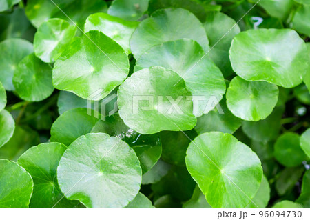 Herbal medicine leaves nature background of Centella asiatica known as gotu kola Herbal medicine leaves nature background of Centella asiatica known as gotu kola 96094730