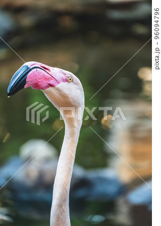 動物園の動物 96094796