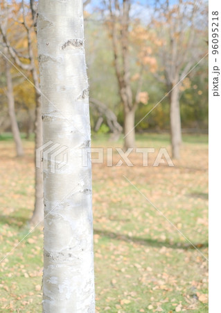 白樺の木 枝 96095218