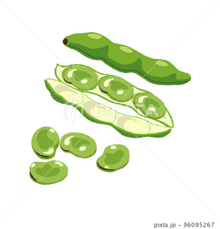 そら豆のイラスト 96095267