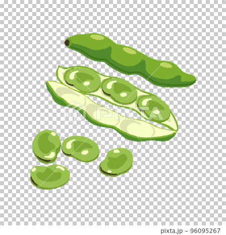 そら豆のイラスト 96095267