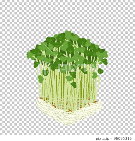 Illustration of radish sprouts 96095316