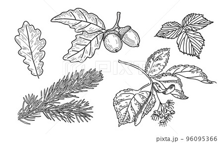 Vector set of leaves in doodle style. Botanical Medicinal Plant Vector set of leaves in doodle style. Botanical Medicinal Plant 96095366