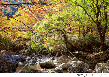 愛媛県 内子町 小田深山 秋 愛媛県 内子町 小田深山 秋 96095393