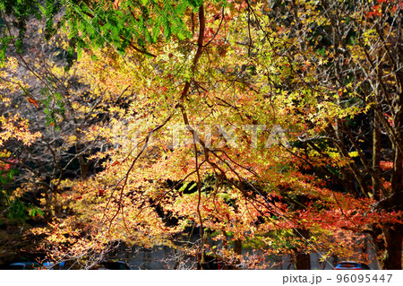 愛媛県 内子町 小田深山の紅葉 愛媛県 内子町 小田深山の紅葉 96095447