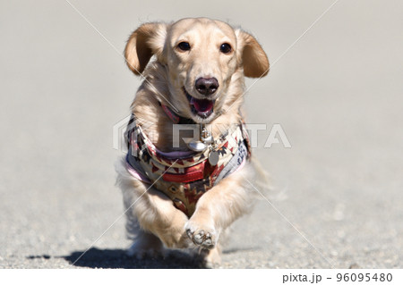 元気よく走る犬 96095480