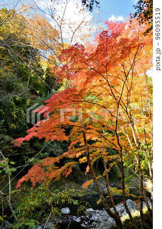 玉川峡の紅葉(やどり温泉近く) 【和歌山県橋本市】 玉川峡の紅葉(やどり温泉近く) 【和歌山県橋本市】 96095519