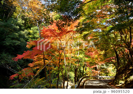 玉川峡の紅葉(やどり温泉近く)　【和歌山県橋本市】 96095520