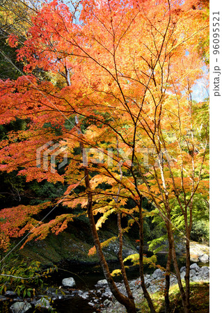 玉川峡の紅葉(やどり温泉近く) 【和歌山県橋本市】 玉川峡の紅葉(やどり温泉近く) 【和歌山県橋本市】 96095521
