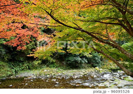 玉川峡の紅葉(やどり温泉近く)　【和歌山県橋本市】 96095526