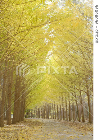 色づいた銀杏並木 96096096