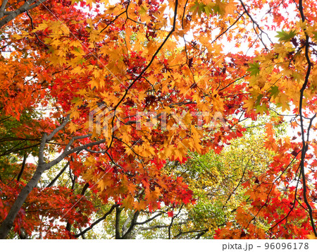紅葉する楓の葉 96096178
