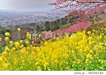 神奈川県西平畑公園の河津桜と菜の花が咲き誇る松田市街 神奈川県西平畑公園の河津桜と菜の花が咲き誇る松田市街 96096588