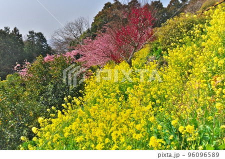 松田町西平畑公園の斜面に菜の花と河津桜満開 松田町西平畑公園の斜面に菜の花と河津桜満開 96096589