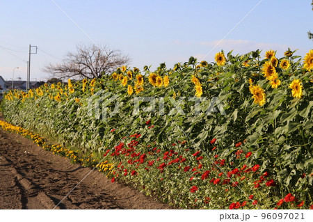 日本の秋の公園に咲く黄色いヒマワリの花と赤いヒャクニチソウの花 日本の秋の公園に咲く黄色いヒマワリの花と赤いヒャクニチソウの花 96097021