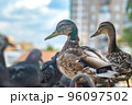 view of a bird, a Siberian mallard duck on the city embankment 96097502