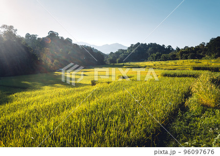 evening rice fields in the countryside evening rice fields in the countryside 96097676
