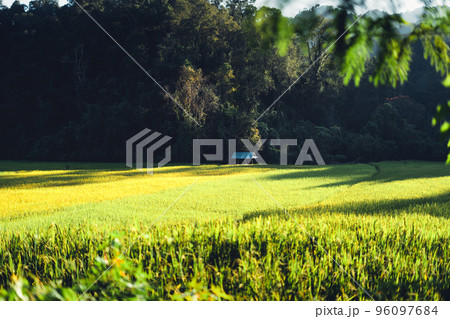 evening rice fields in the countryside 96097684
