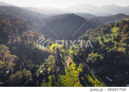 evening rice fields in the countryside evening rice fields in the countryside 96097709