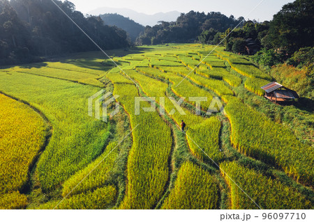evening rice fields in the countryside evening rice fields in the countryside 96097710