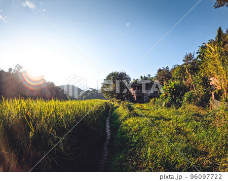 evening rice fields in the countryside evening rice fields in the countryside 96097722