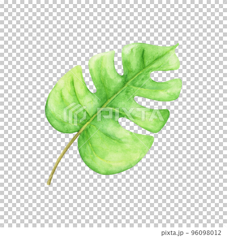 Green leaf. Watercolor floral illustration. Green leaf. Watercolor floral illustration. 96098012
