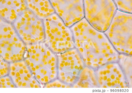 Cell structure flower, View of chromoplast showing in plant cells under the microscope for classroom education. 96098020