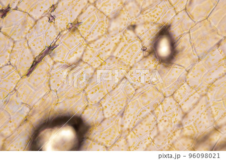 Cell structure flower, View of chromoplast showing in plant cells under the microscope for classroom education. Cell structure flower, View of chromoplast showing in plant cells under the microscope for classroom education. 96098021
